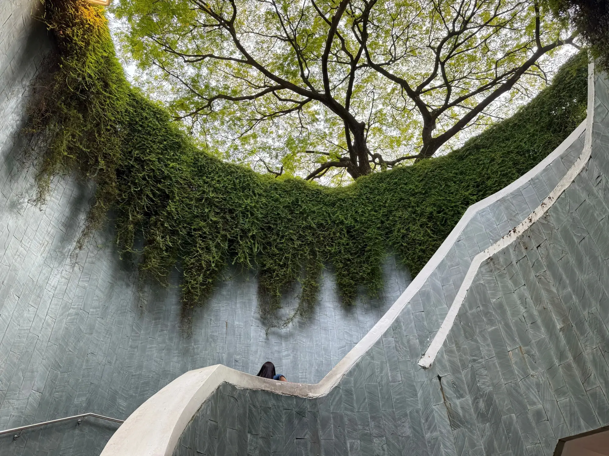 Looking up from a curved staircase at Fort Canning Park, ivy-covered walls framing a sprawling rain tree overhead.