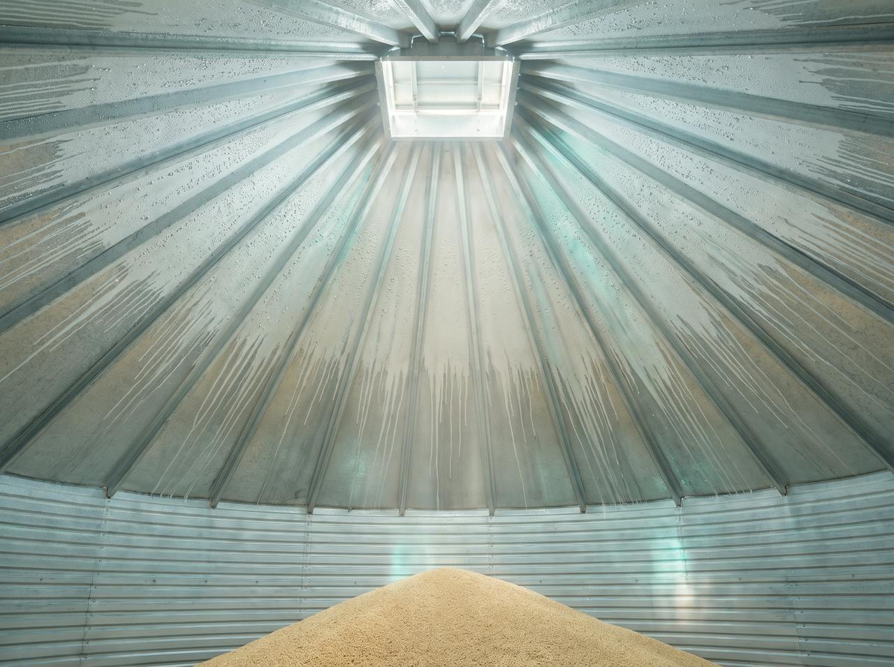 Inside a grain store on a cold morning: the underside of a corrugated steel roof beaded with condensation above a heap of stored grain, a drip line darkening the surface below one valley.