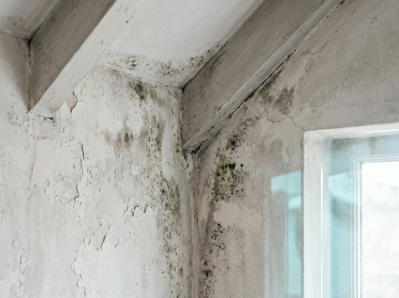 Close view under a bare industrial roof: black spotting along a purlin flange, a stained and sagging liner panel, and condensation beads on the sheet above.