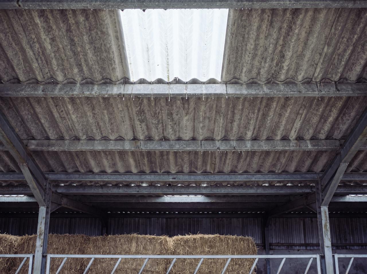 Looking up inside a steel-framed agricultural building on a cold morning: the bare underside of a grey, mottled corrugated fibre-cement roof between purlins, condensation in every trough, a translucent rooflight, a straw stack and a galvanised feed barrier below.