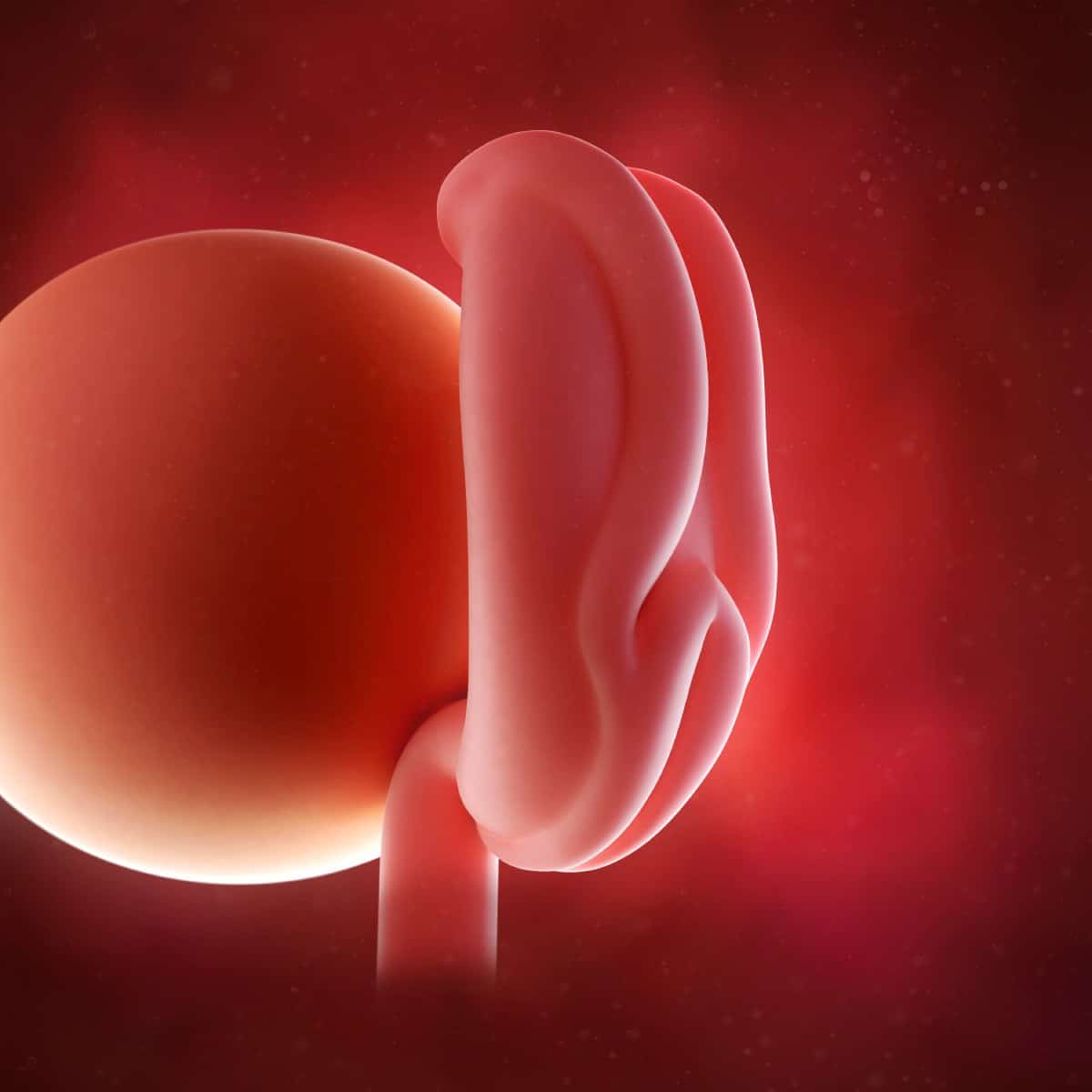 Schwangerschaftswoche 4 Fötus Embryo