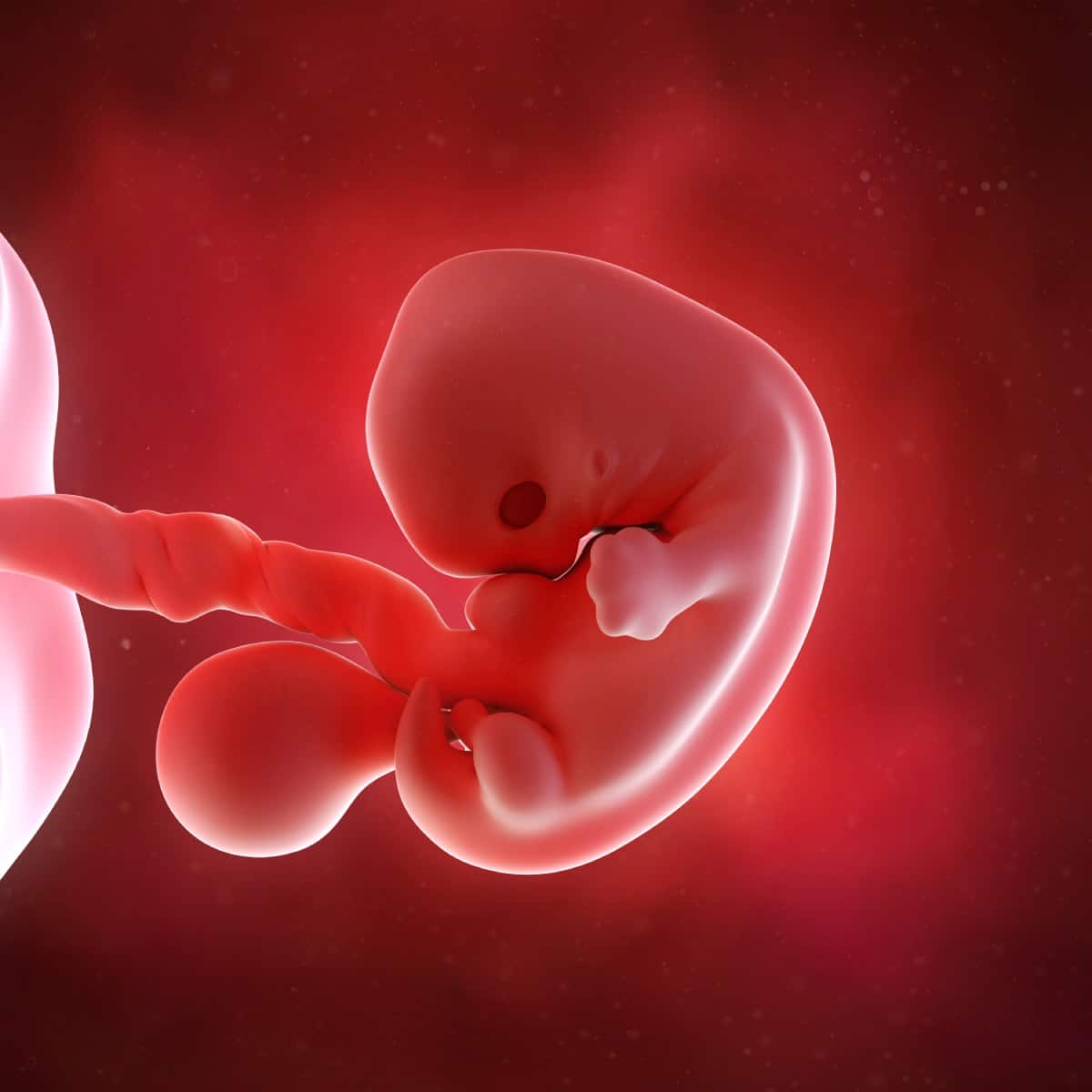 Schwangerschaftswoche 7 Fötus Embryo