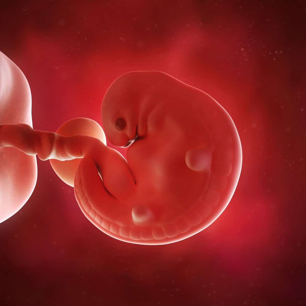 Schwangerschaftswoche 6 Fötus Embryo