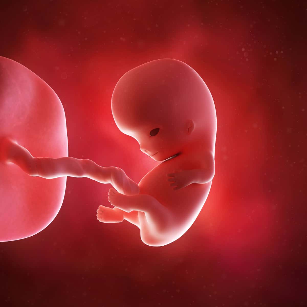 Schwangerschaftswoche 9 Fötus Embryo