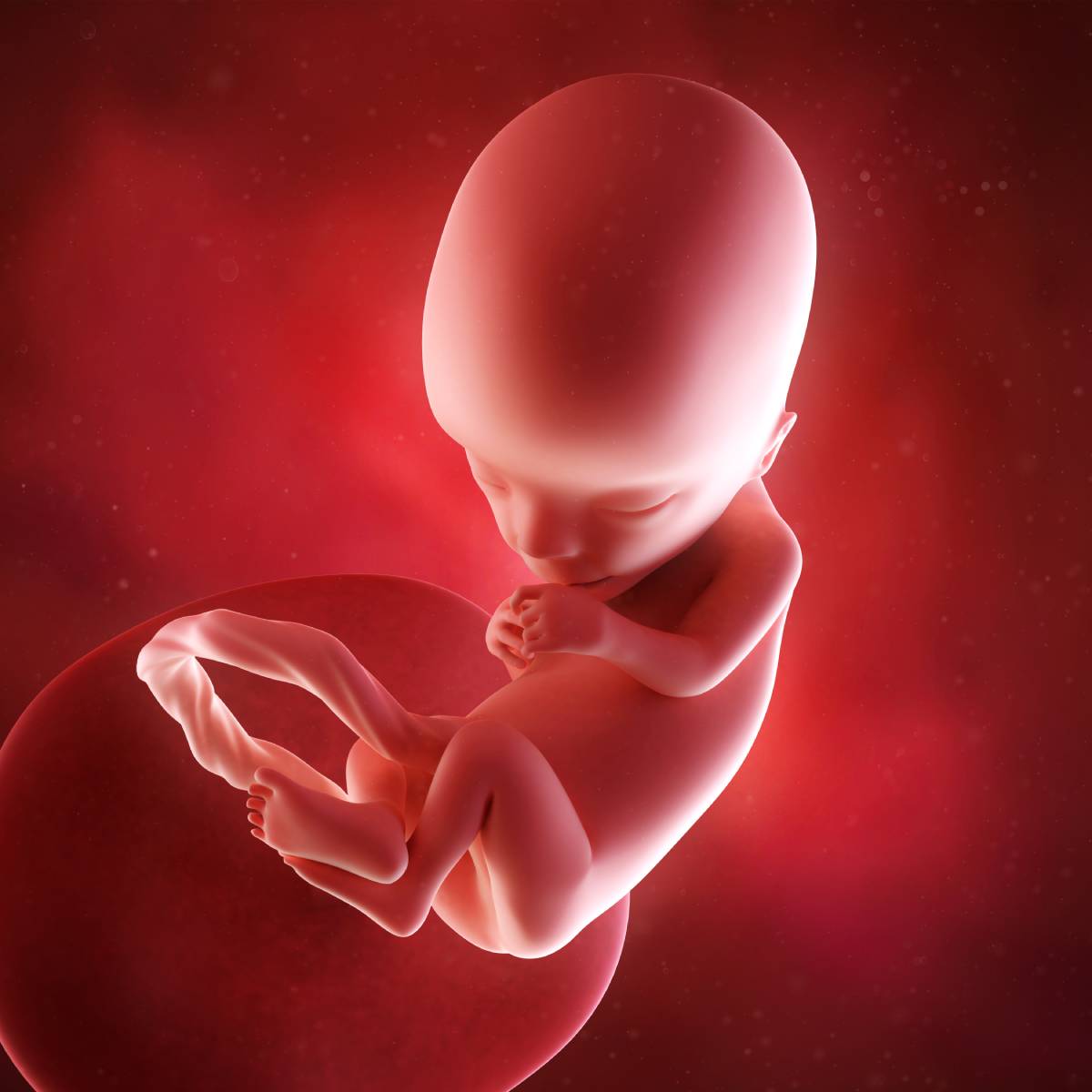 Schwangerschaftswoche 13 Fötus Embryo