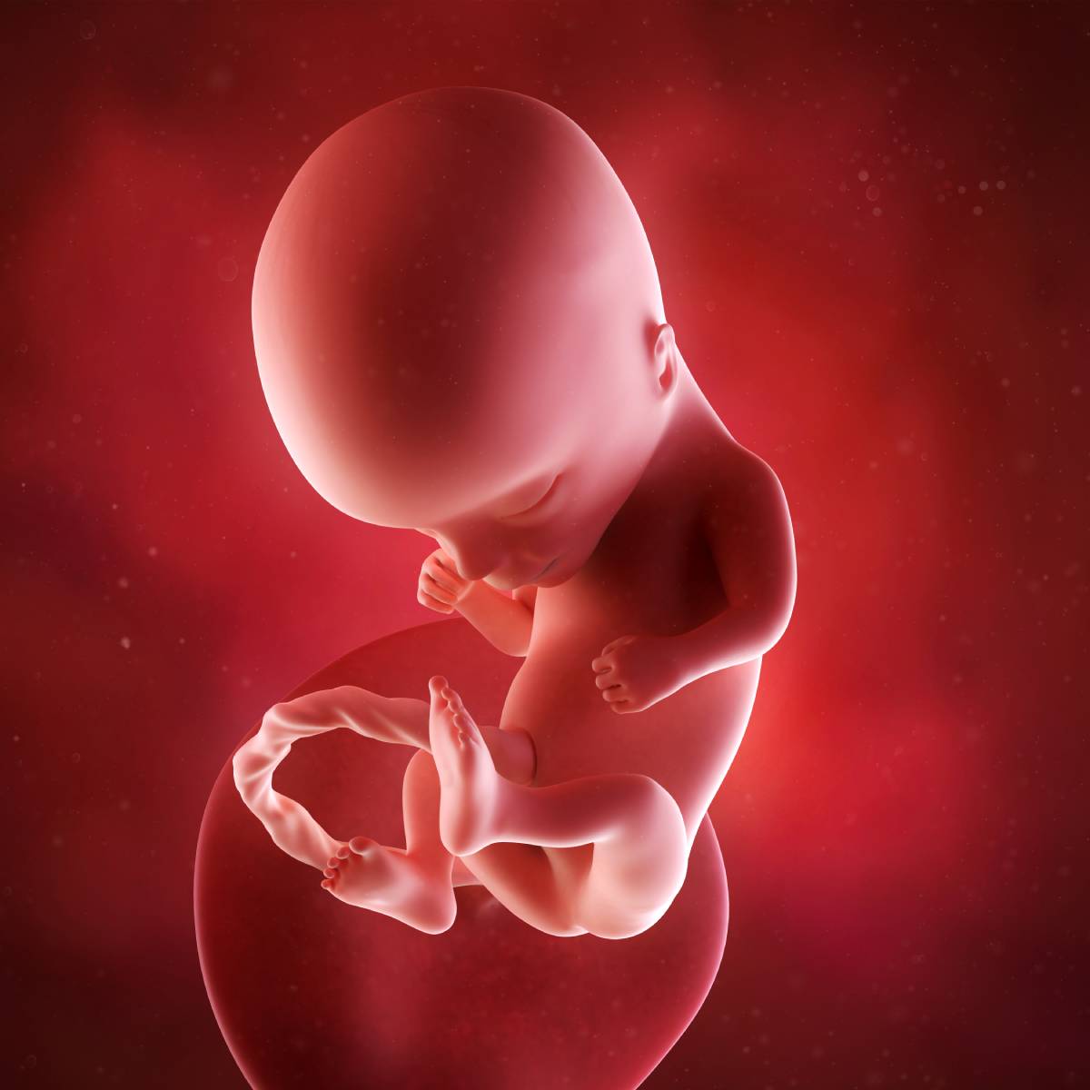 Schwangerschaftswoche 14 Fötus Embryo