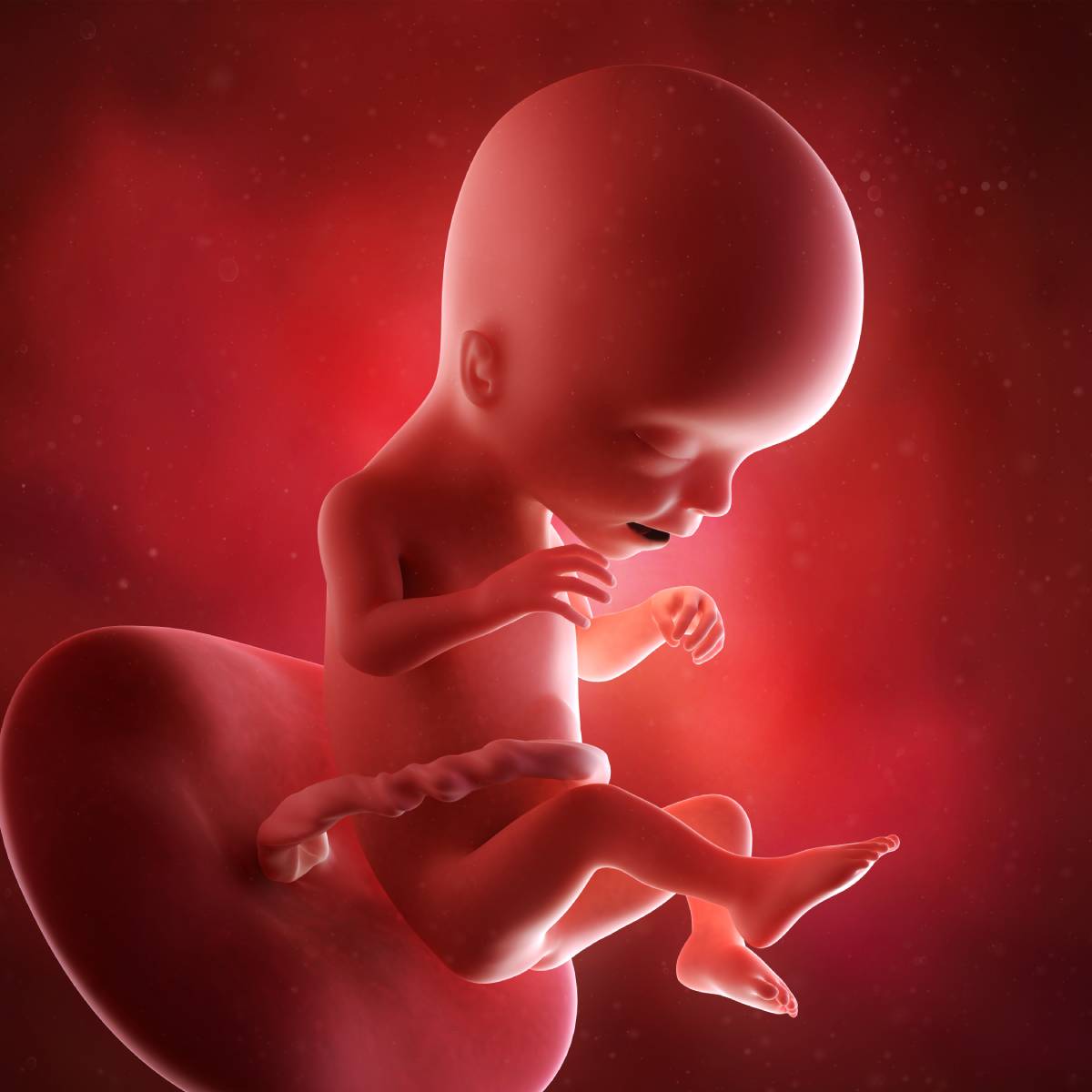 Schwangerschaftswoche 17 Fötus Embryo