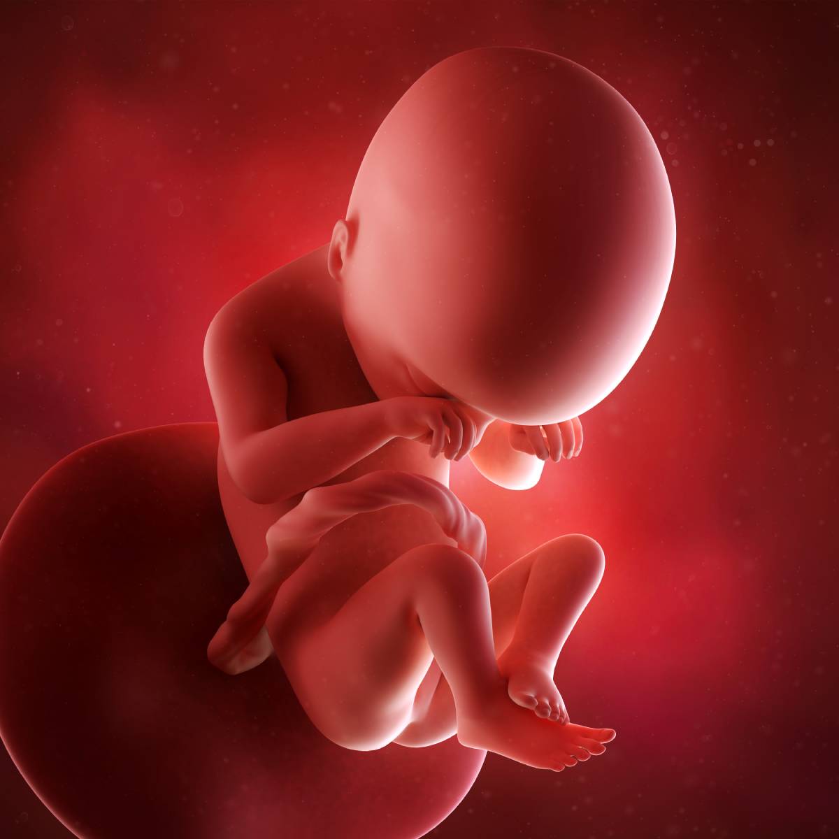 Schwangerschaftswoche 19 Fötus Embryo