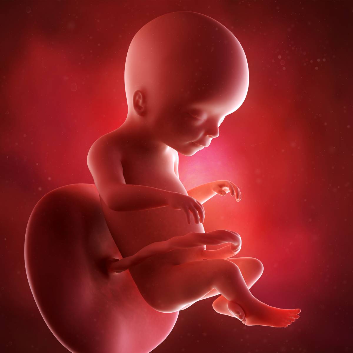 Schwangerschaftswoche 20 Fötus Embryo