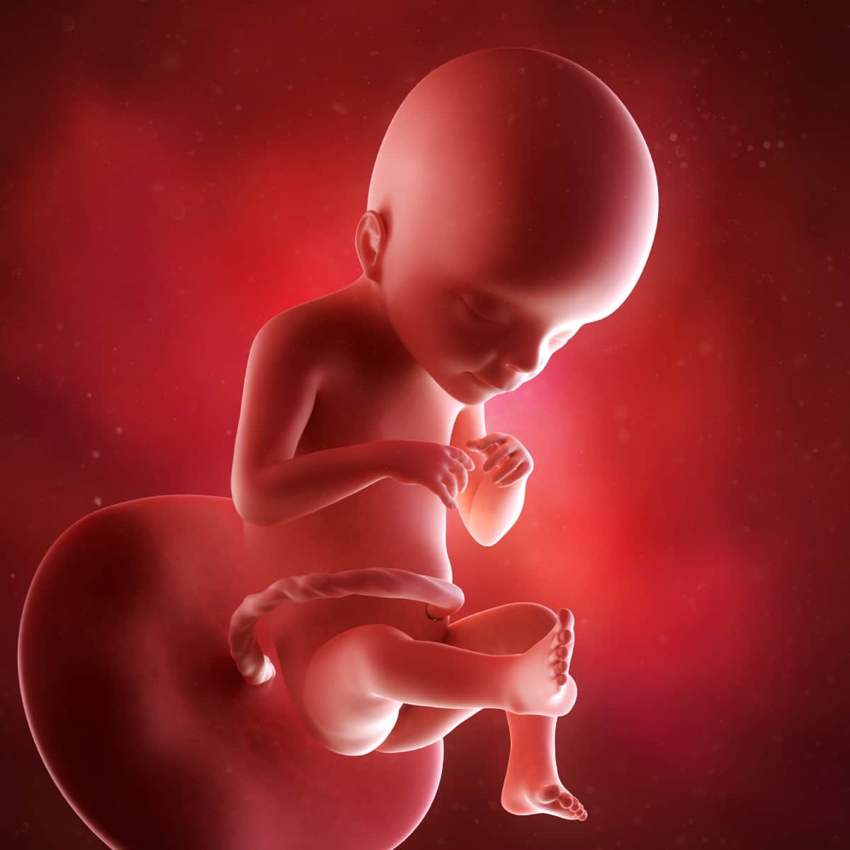 Schwangerschaftswoche 21 Fötus Embryo