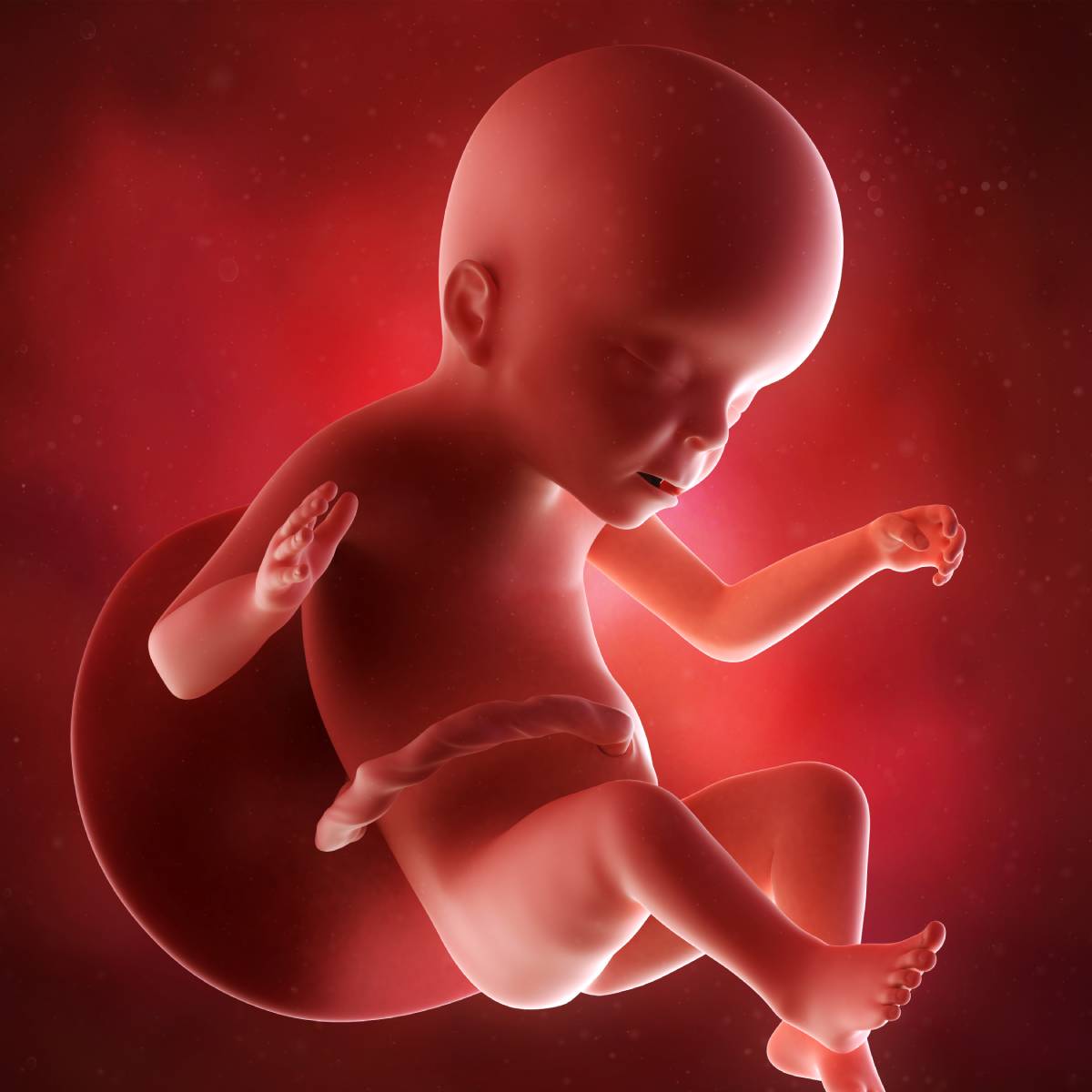 Schwangerschaftswoche 23 Fötus Embryo