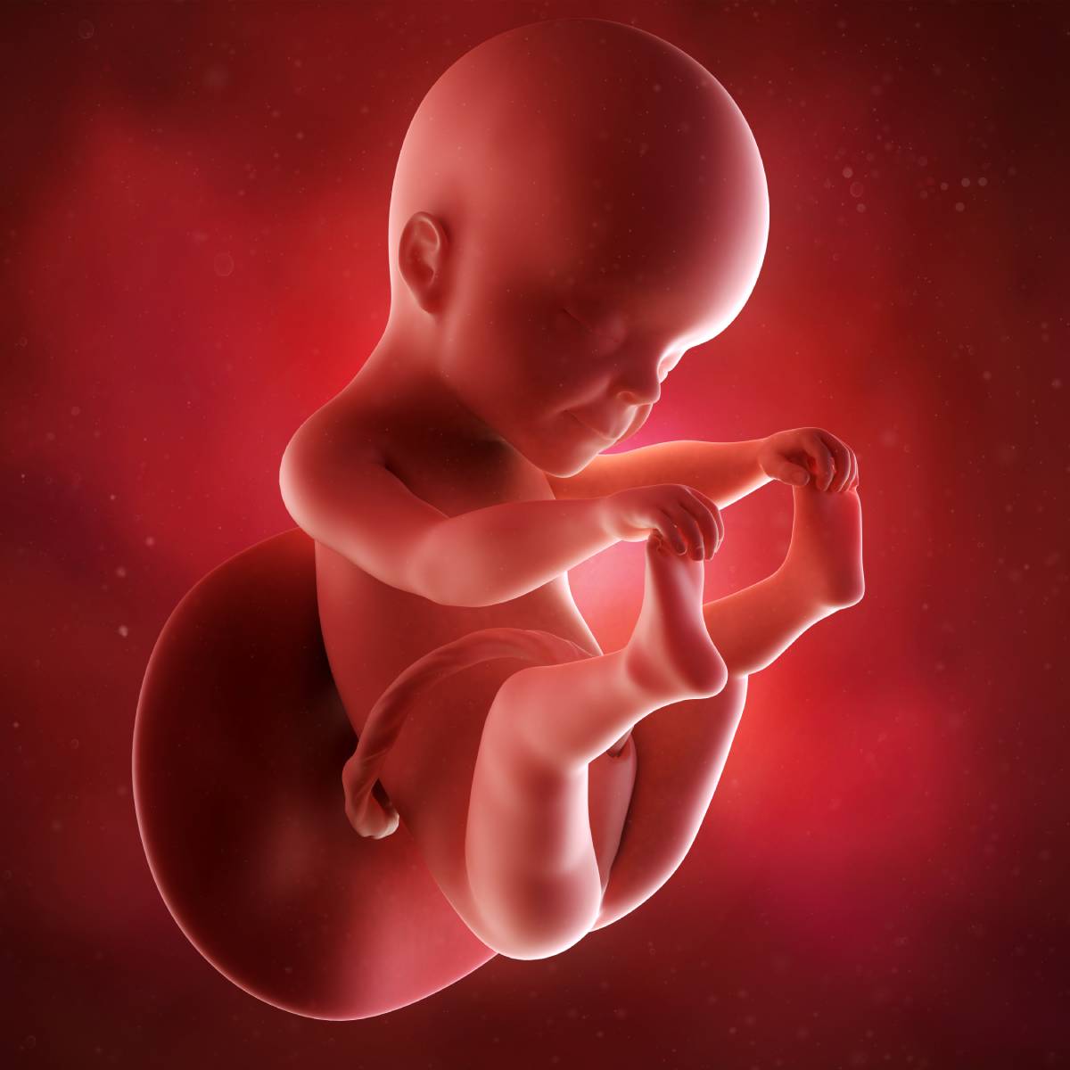 Schwangerschaftswoche 25 Fötus Embryo