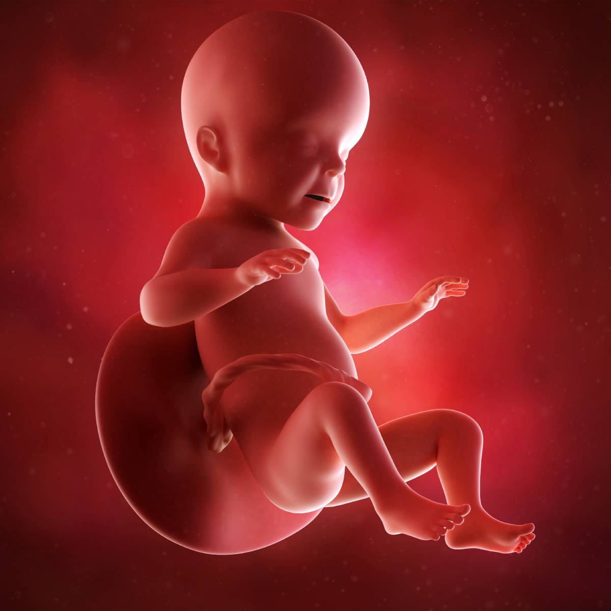 Schwangerschaftswoche 26 Fötus Embryo