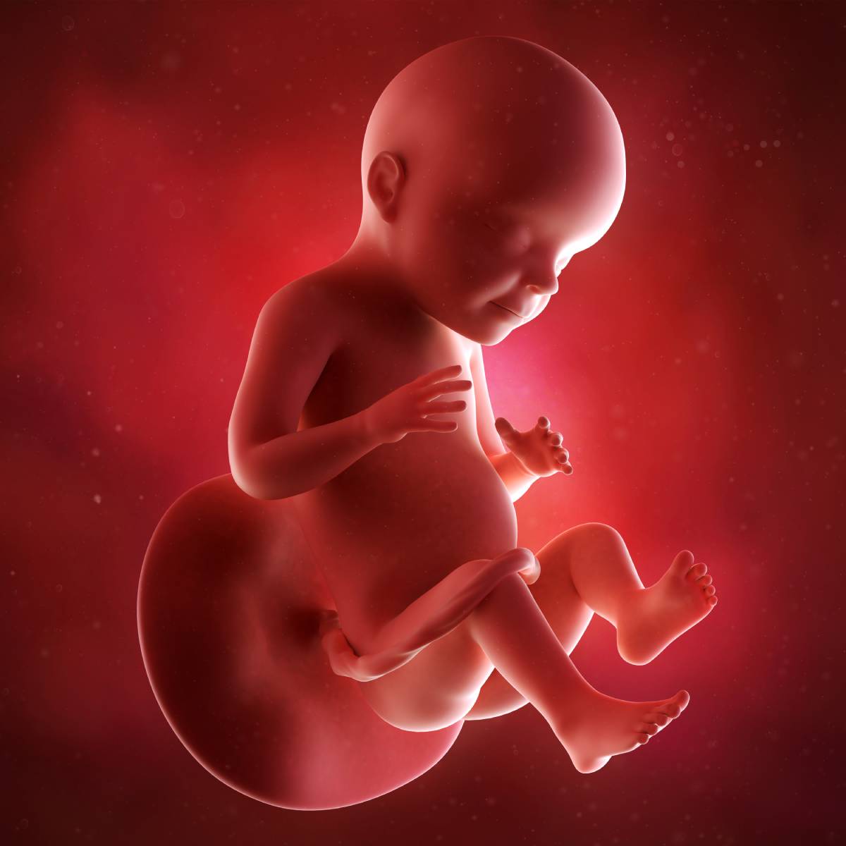 Schwangerschaftswoche 28 Fötus Embryo