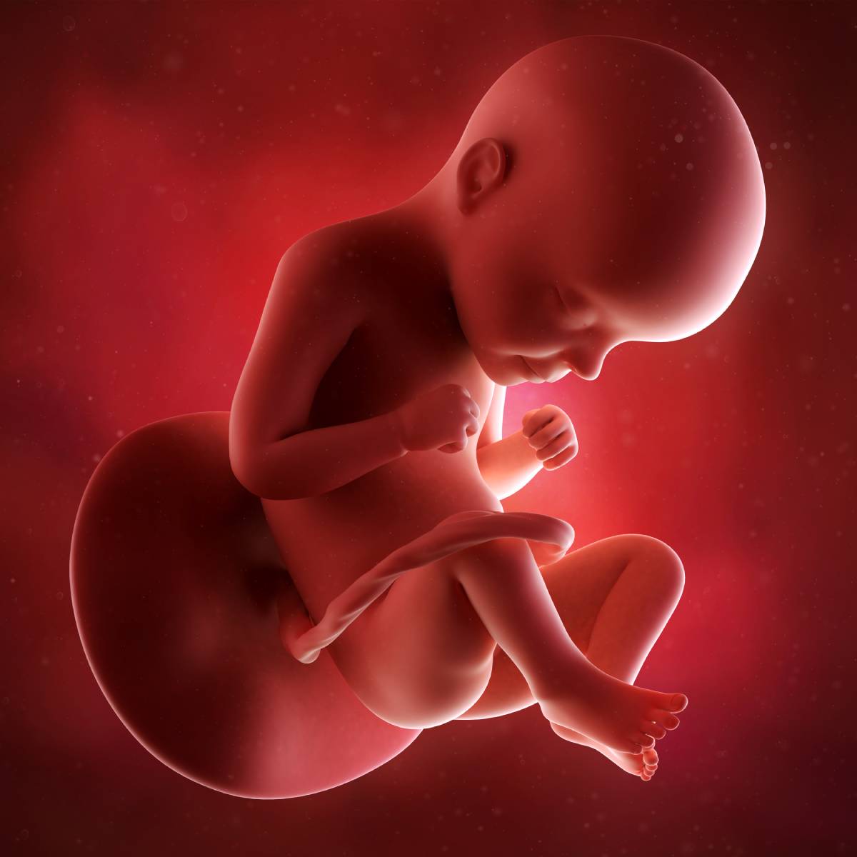 Schwangerschaftswoche 29 Fötus Embryo