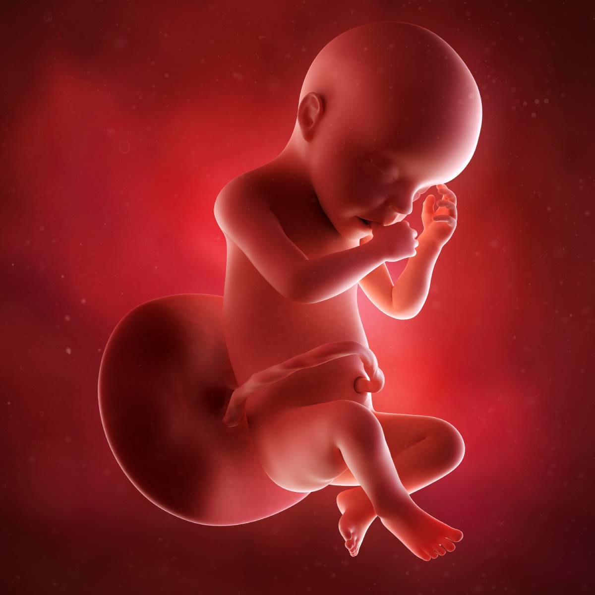 Schwangerschaftswoche 30 Fötus Embryo
