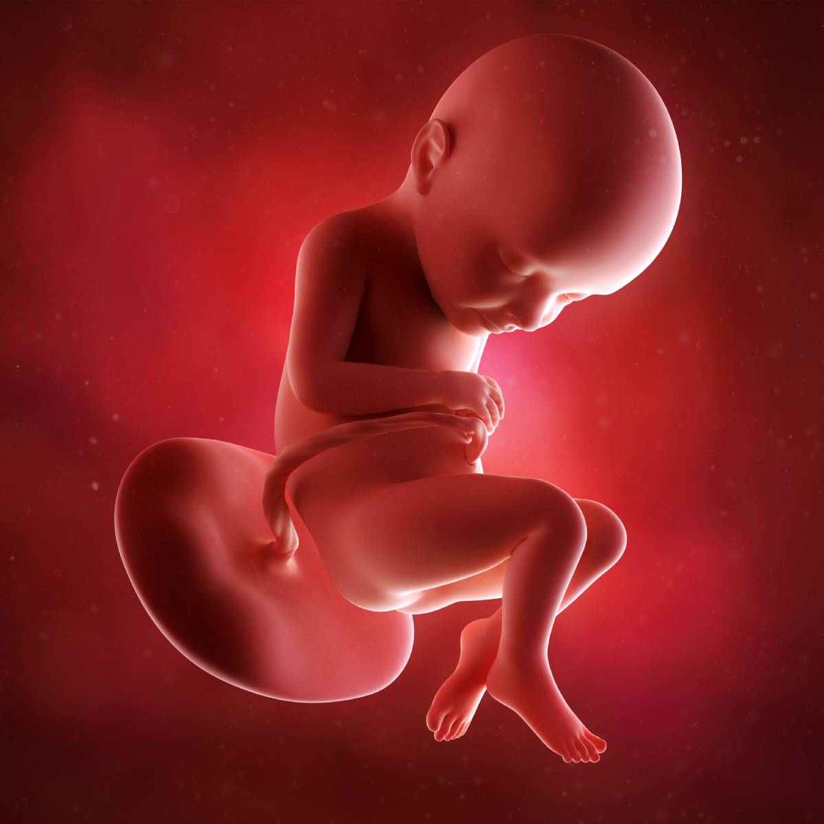 Schwangerschaftswoche 32 Fötus Embryo