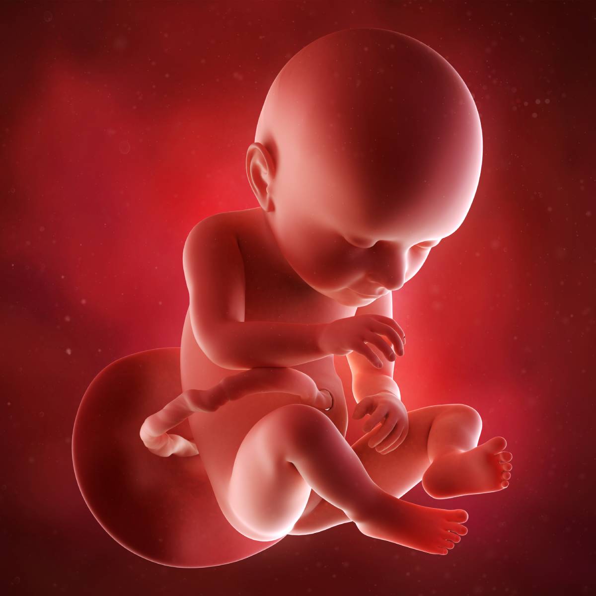 Schwangerschaftswoche 37 Fötus Embryo