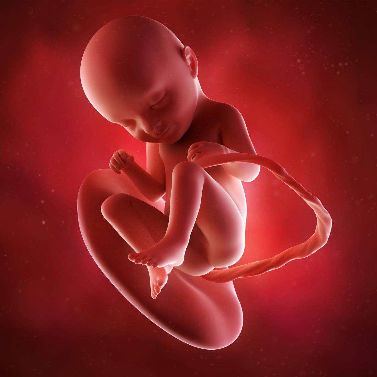Schwangerschaftswoche 33 Fötus Embryo