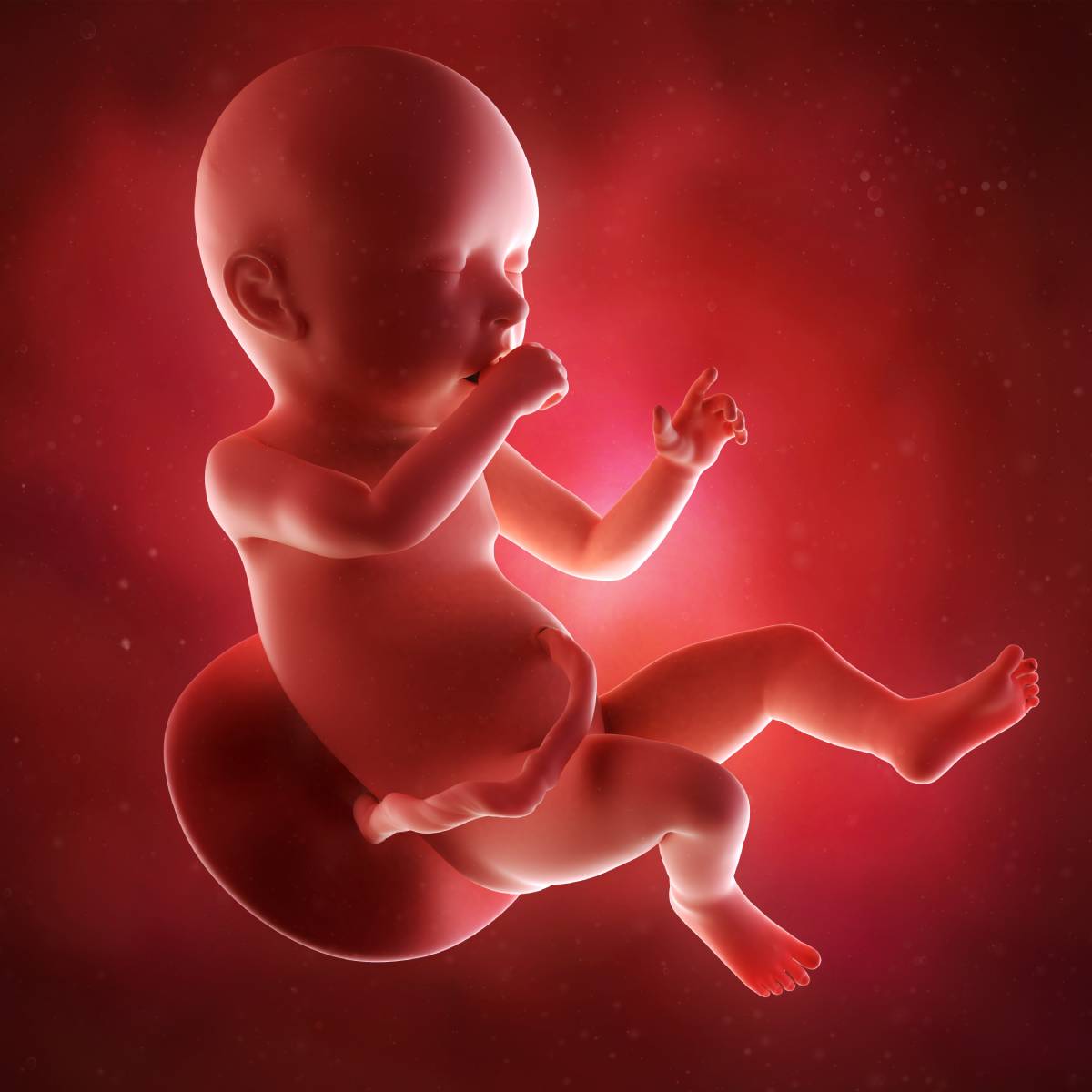 Schwangerschaftswoche 40 Fötus Embryo