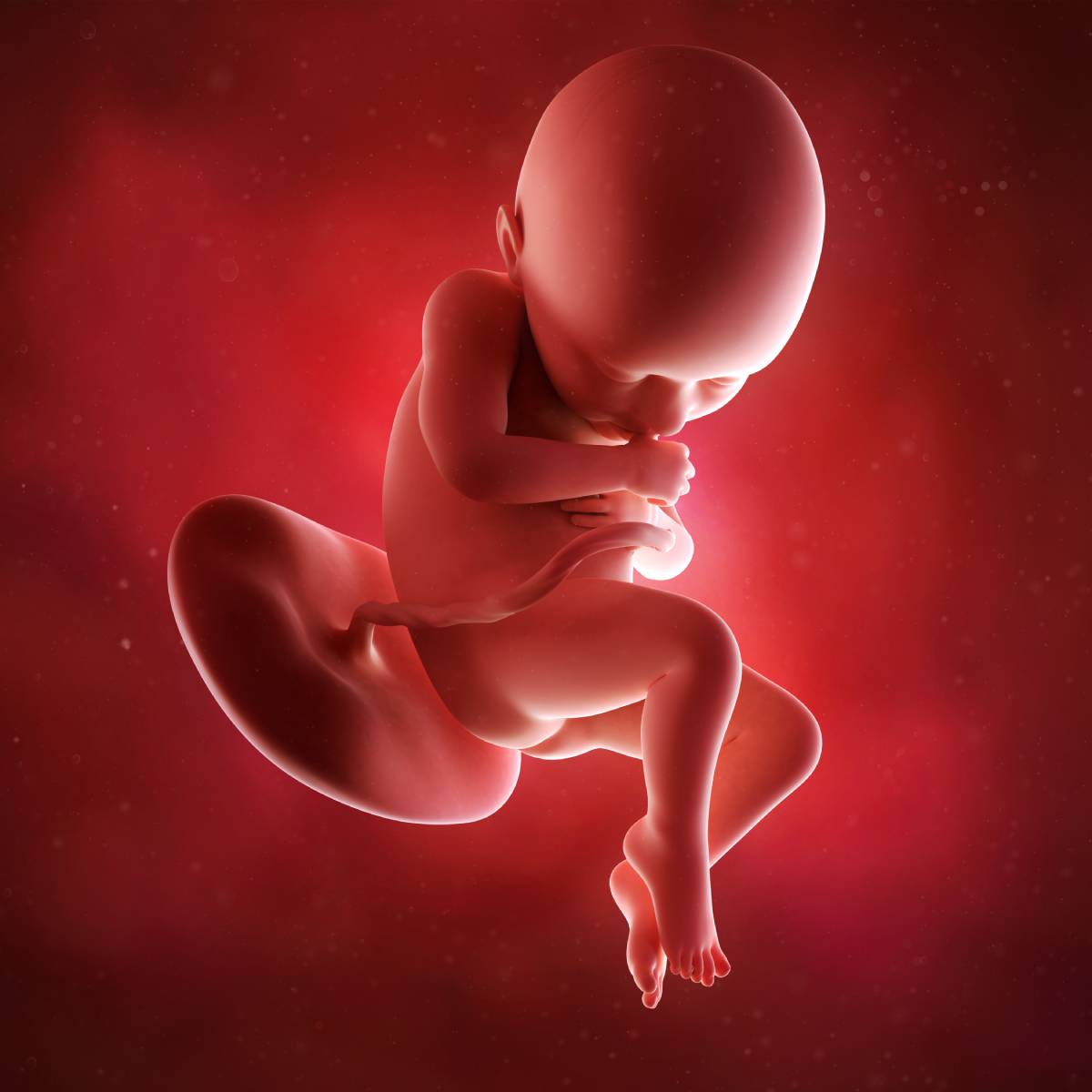 Schwangerschaftswoche 36 Fötus Embryo