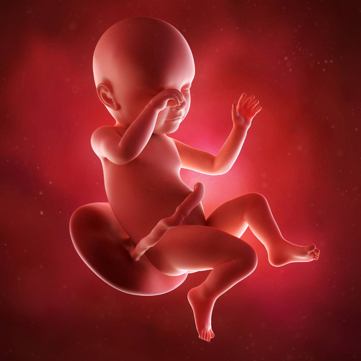 Schwangerschaftswoche 39 Fötus Embryo