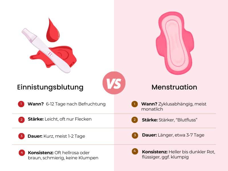 Infografik Unterschied Einnistungsblutung im Vergleich zur Menstruation