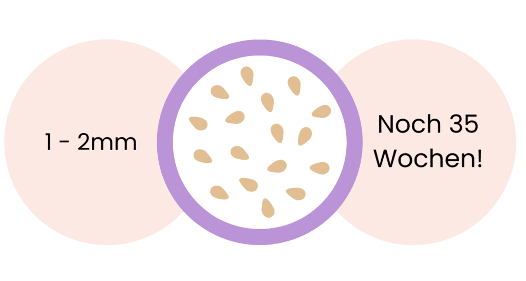 Informationen über die 5. SSW