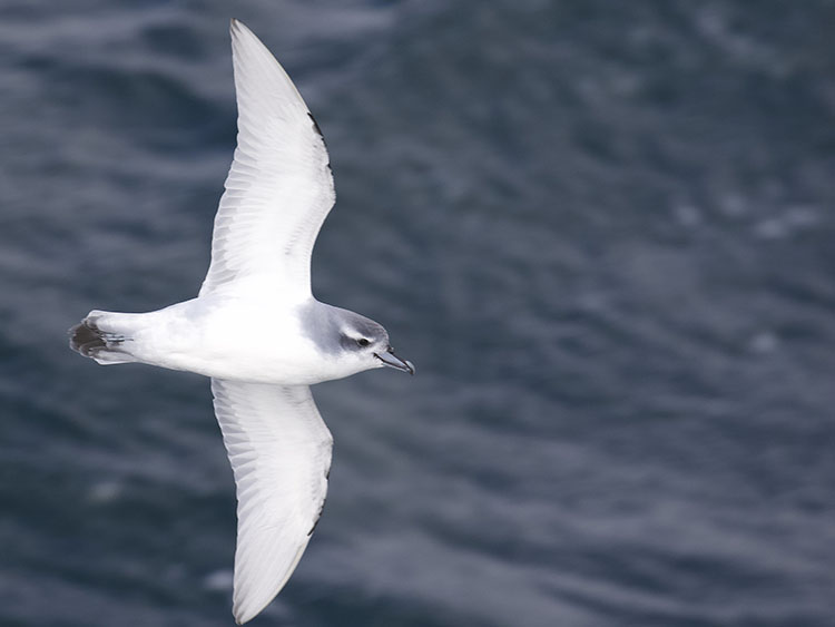 Antarctic prion South Georgia island