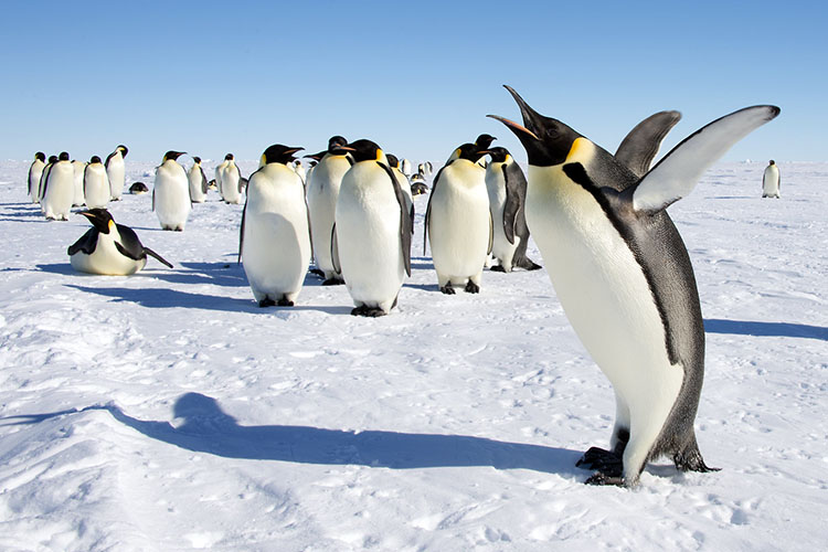 Emperor penguins Antarctica