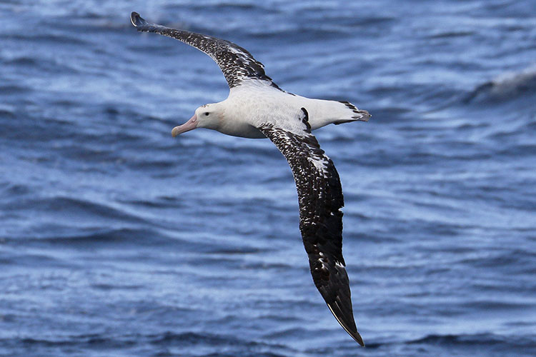 Wandering albatross Victoria, Australia