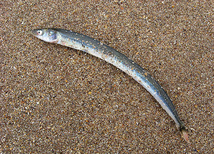 Lesser sand eel