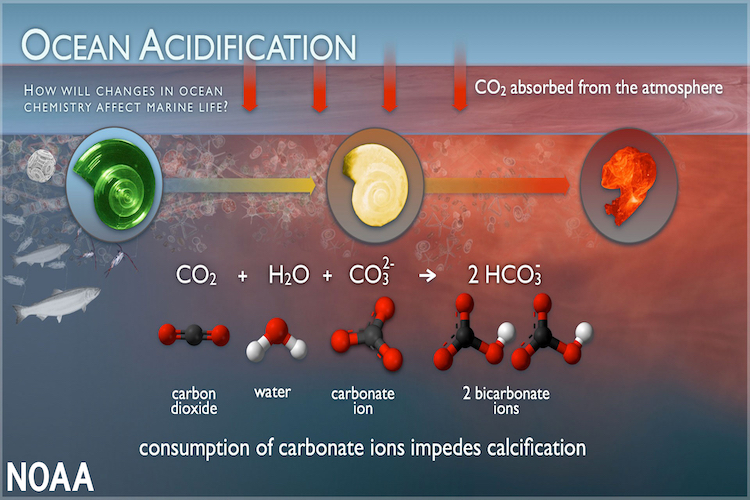 NOAA Ocean Acidification Graphic
