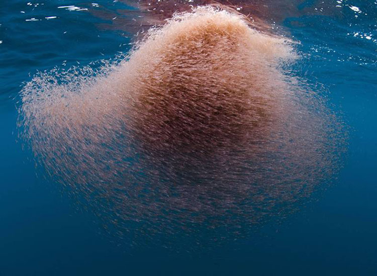 Antarctic krill swarm