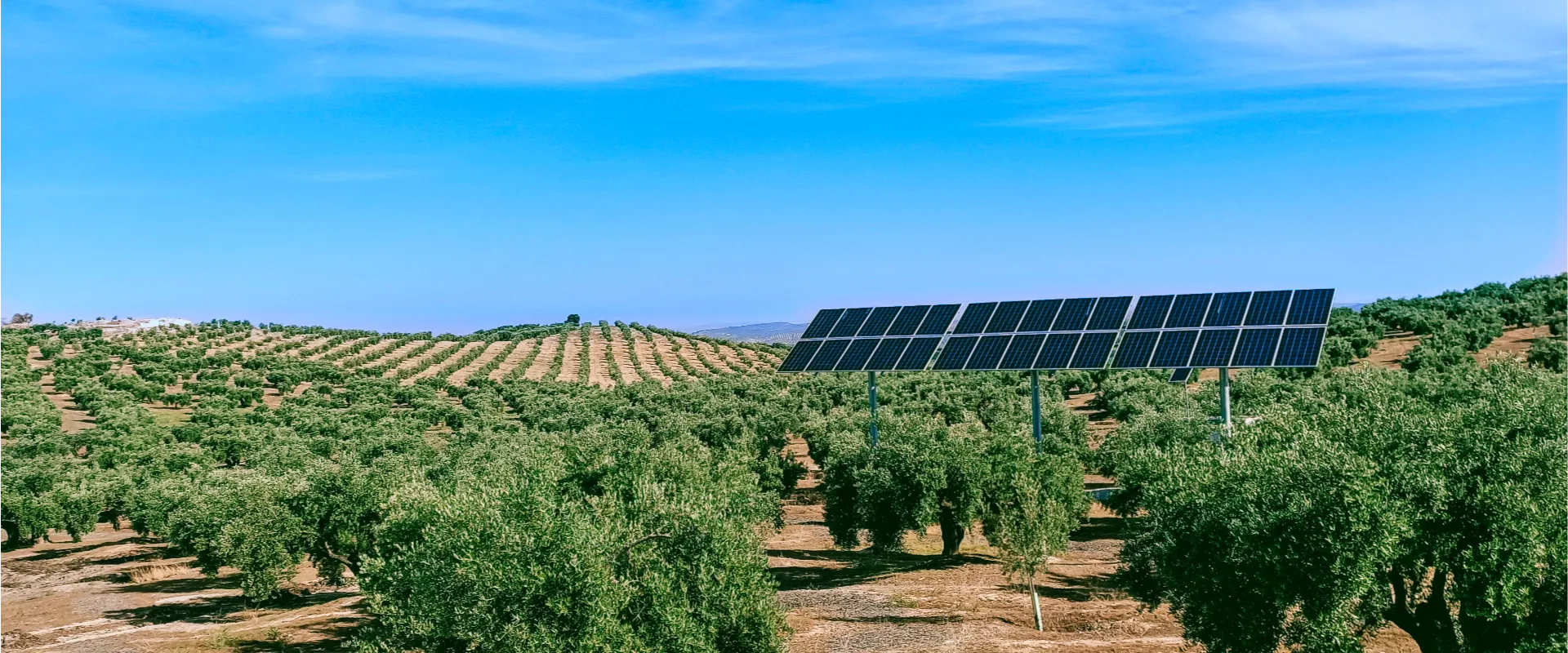 Photo of solar panels among olive trees in the countryside of Jaén, Spain.