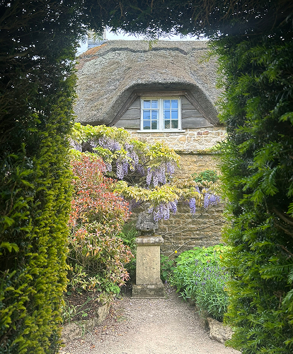 Hedge framing a view of a thatched roof, Cotswold cottage, draped in bright purple wisteria 