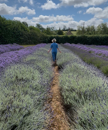 Woman in blue jumpsuit, walking through iconic Cotswold lavender field in Snowshill, near Broadway. 
