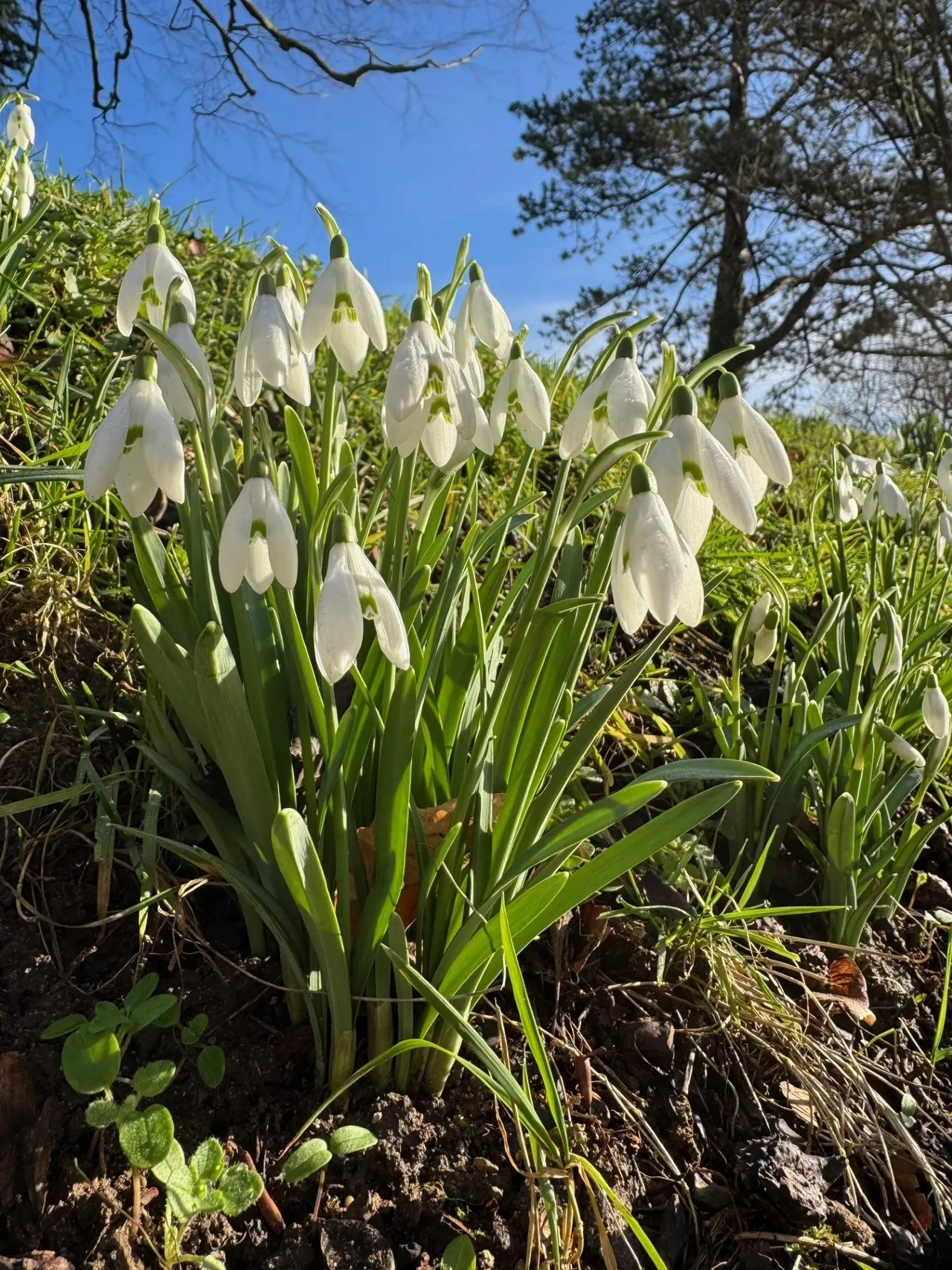 Some white snowdrops 