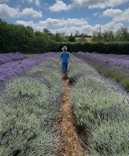 Woman in blue jumpsuit, walking through iconic Cotswold lavender field in Snowshill, near Broadway. 