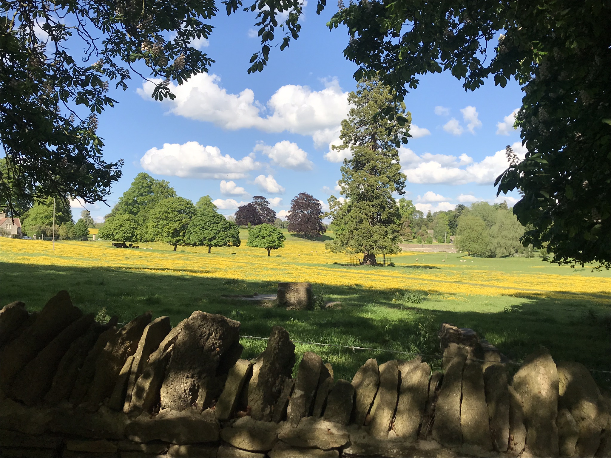 Bright yellow field and Cotswold stone wall, in Coln St Aldwyns 