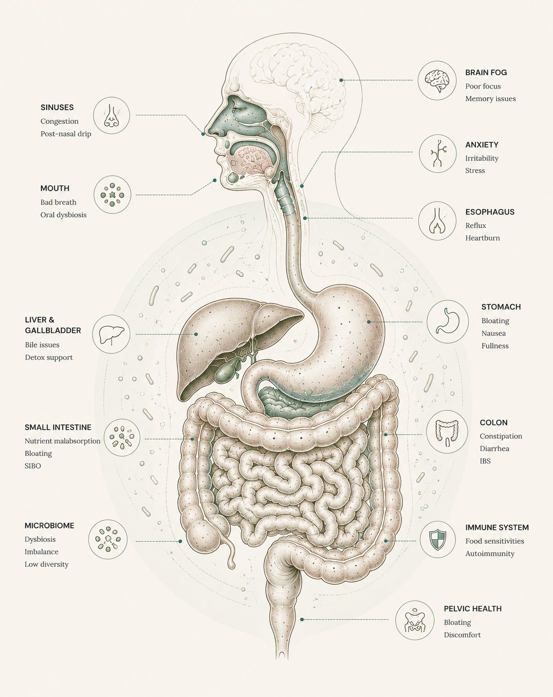 The digestive system and how gut imbalance connects to whole-body symptoms — Gut Rest Diagnostics