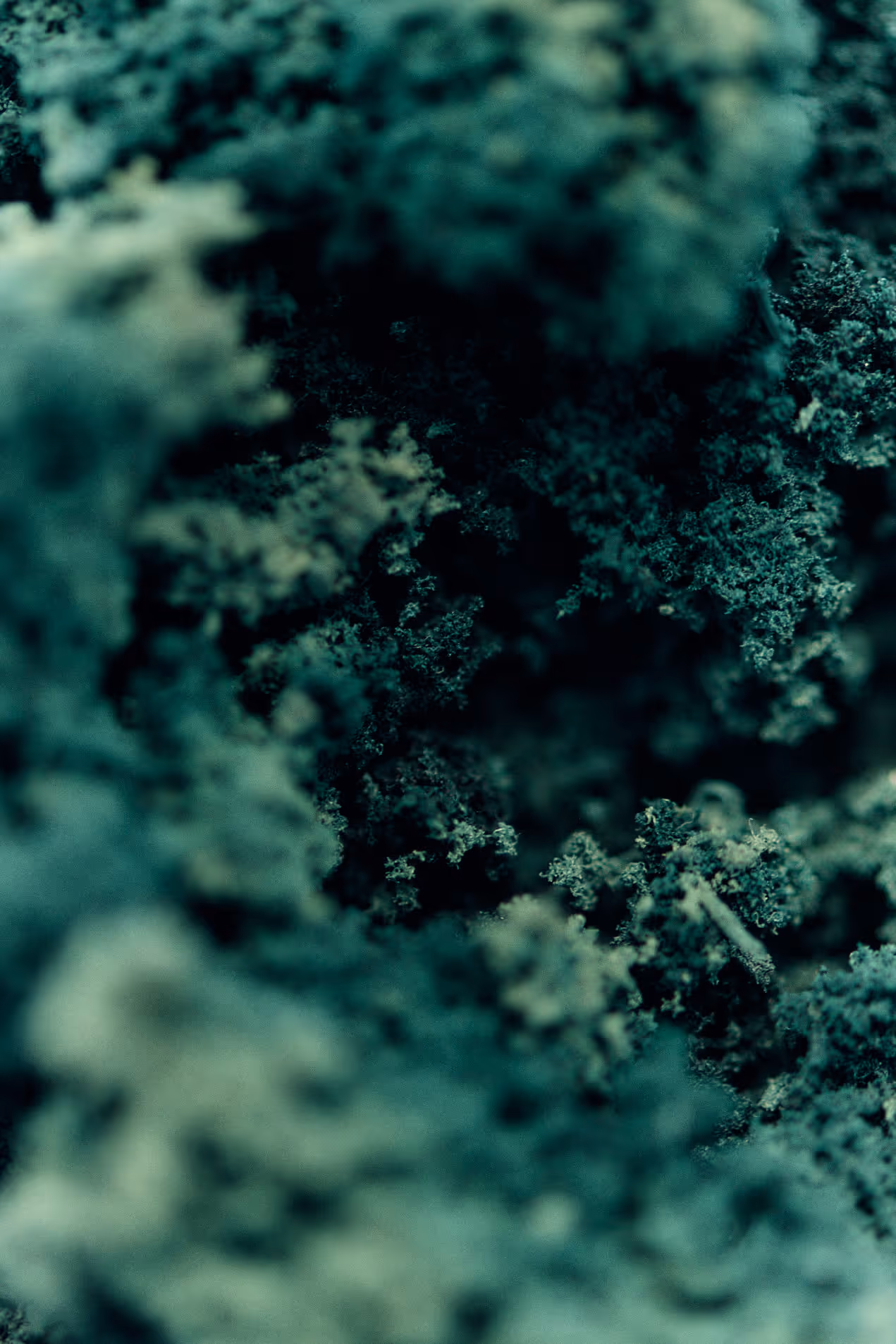 Green moss texture