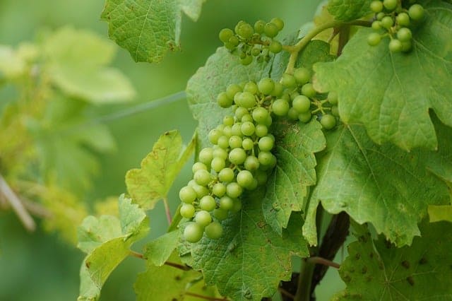 Racimos de uvas maduras en una viña, símbolo del trabajo del sommelier en la selección de vinos