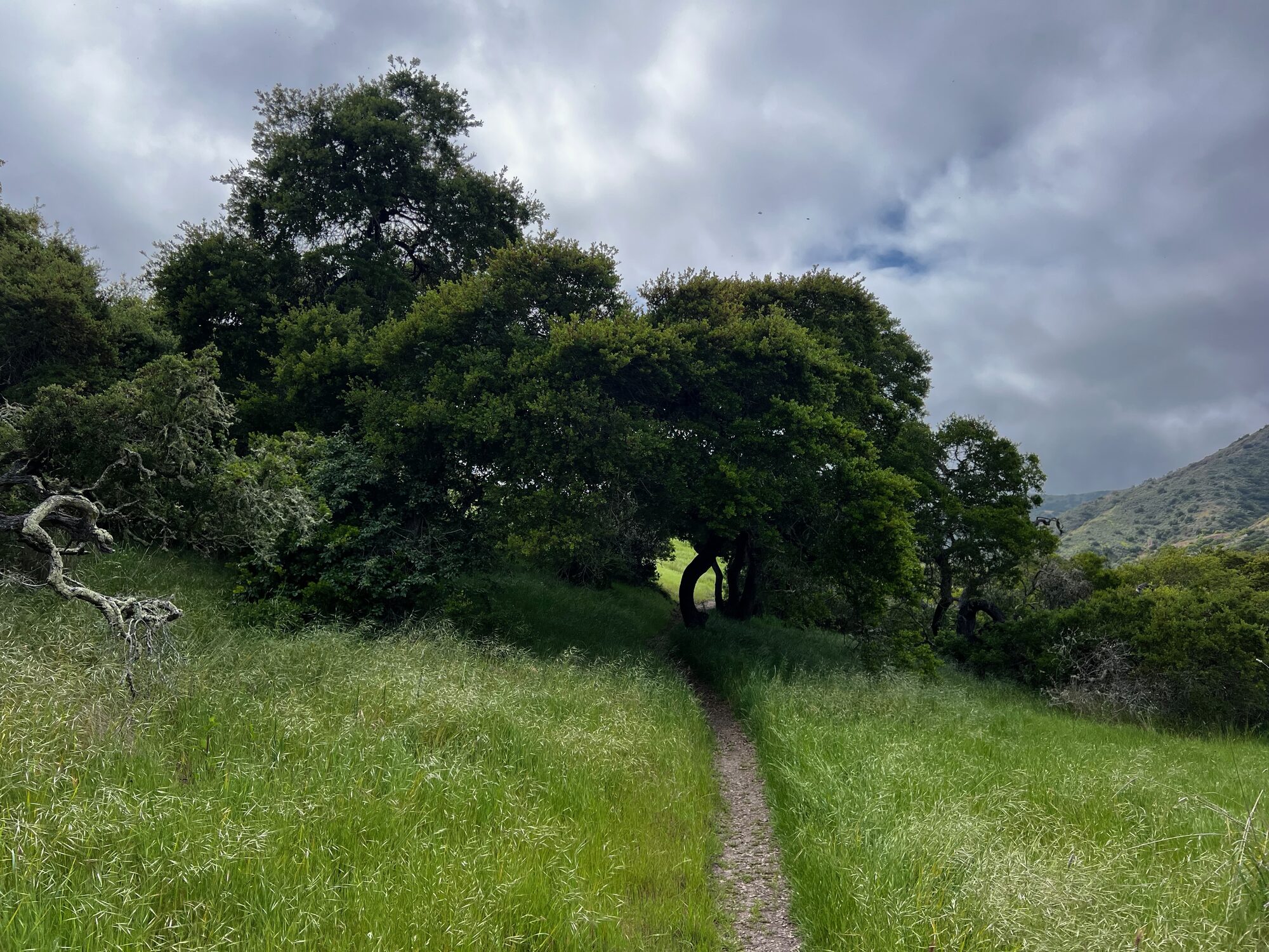 A single-track trail running through tall green grass toward a stand of coast live oaks under a heavy grey sky