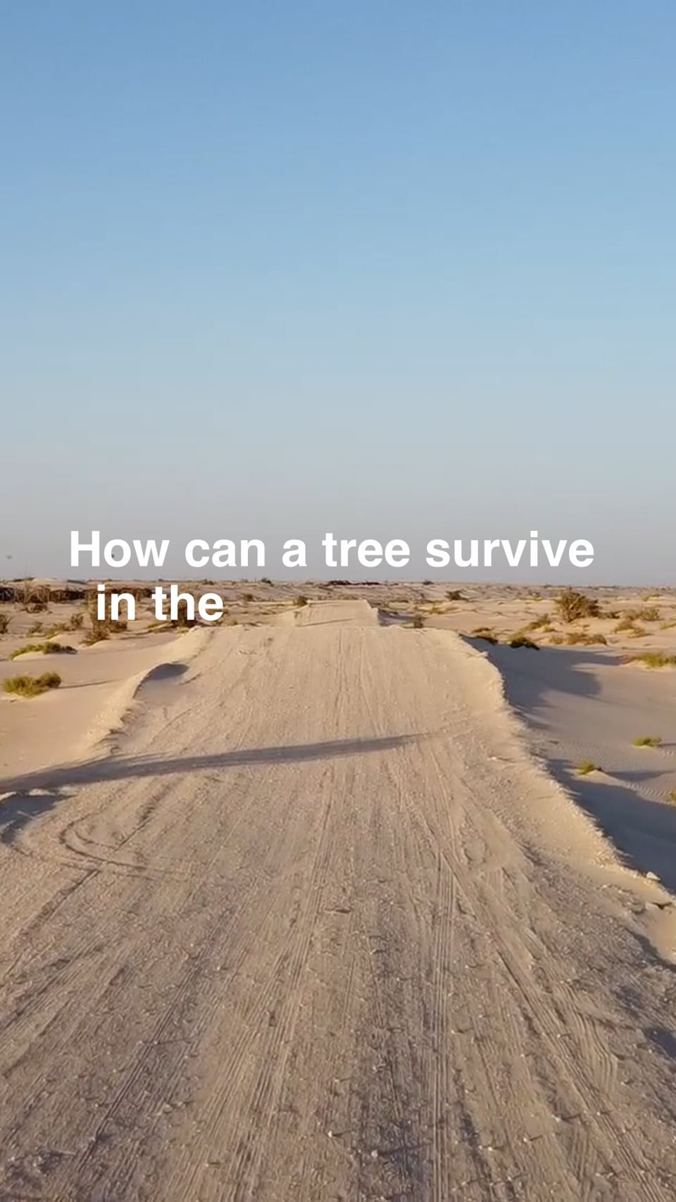 Thumbnail for The Tree of Life