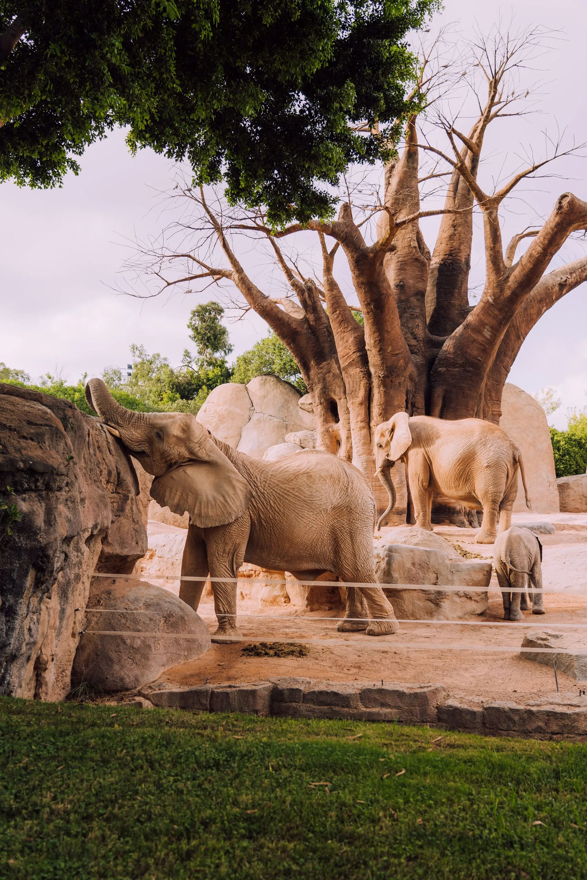 Three elephants near a large tree in a zoo enclosure with rocks and green grass.
