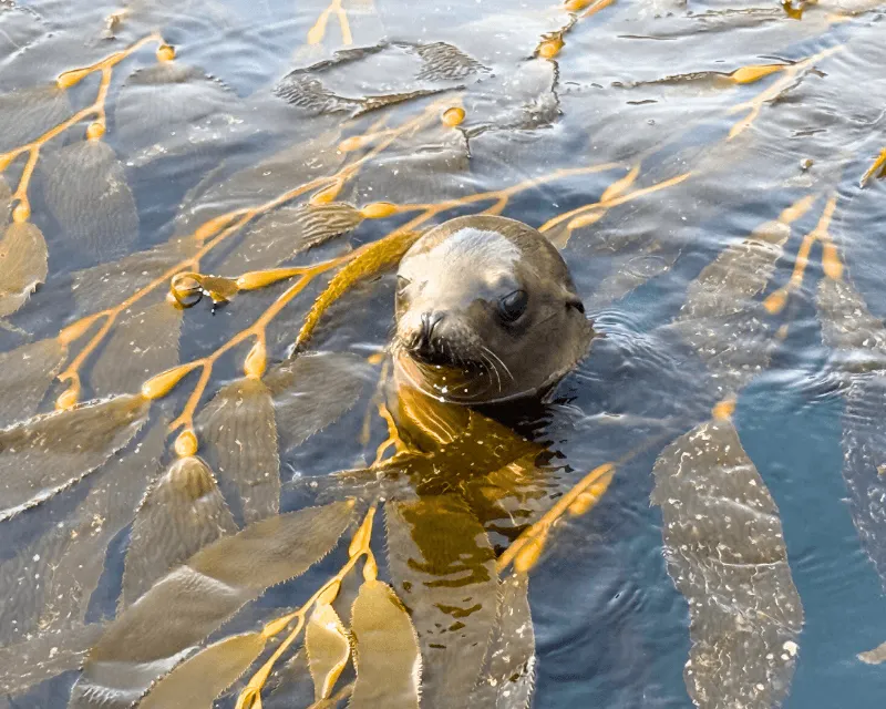 2-Hour Marine Wildlife Watching Cruise