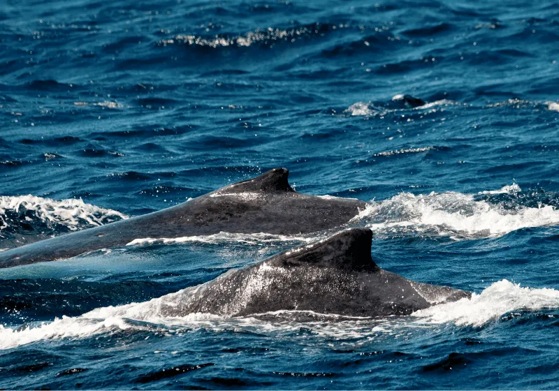 2-Hour marine wildlife watching cruise