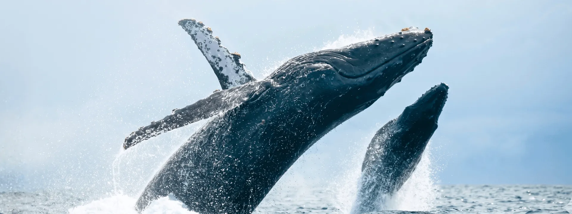 Marine Wildlife