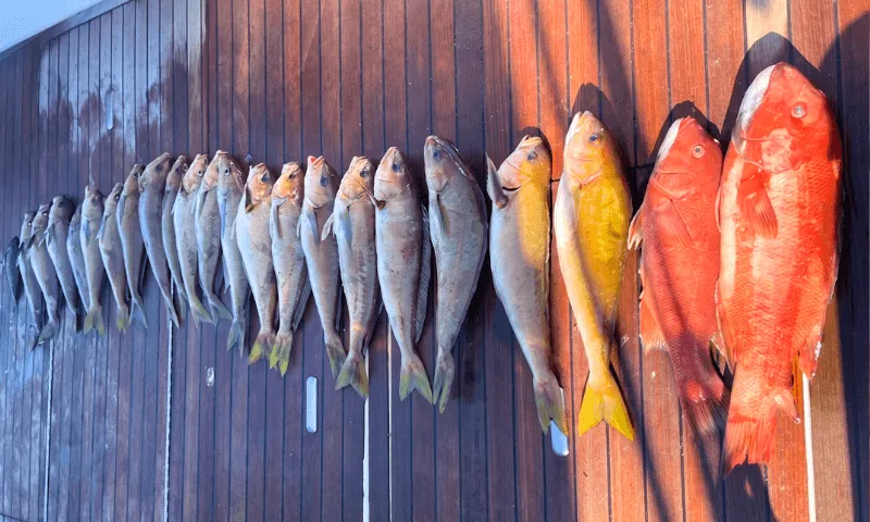 Sea fishes